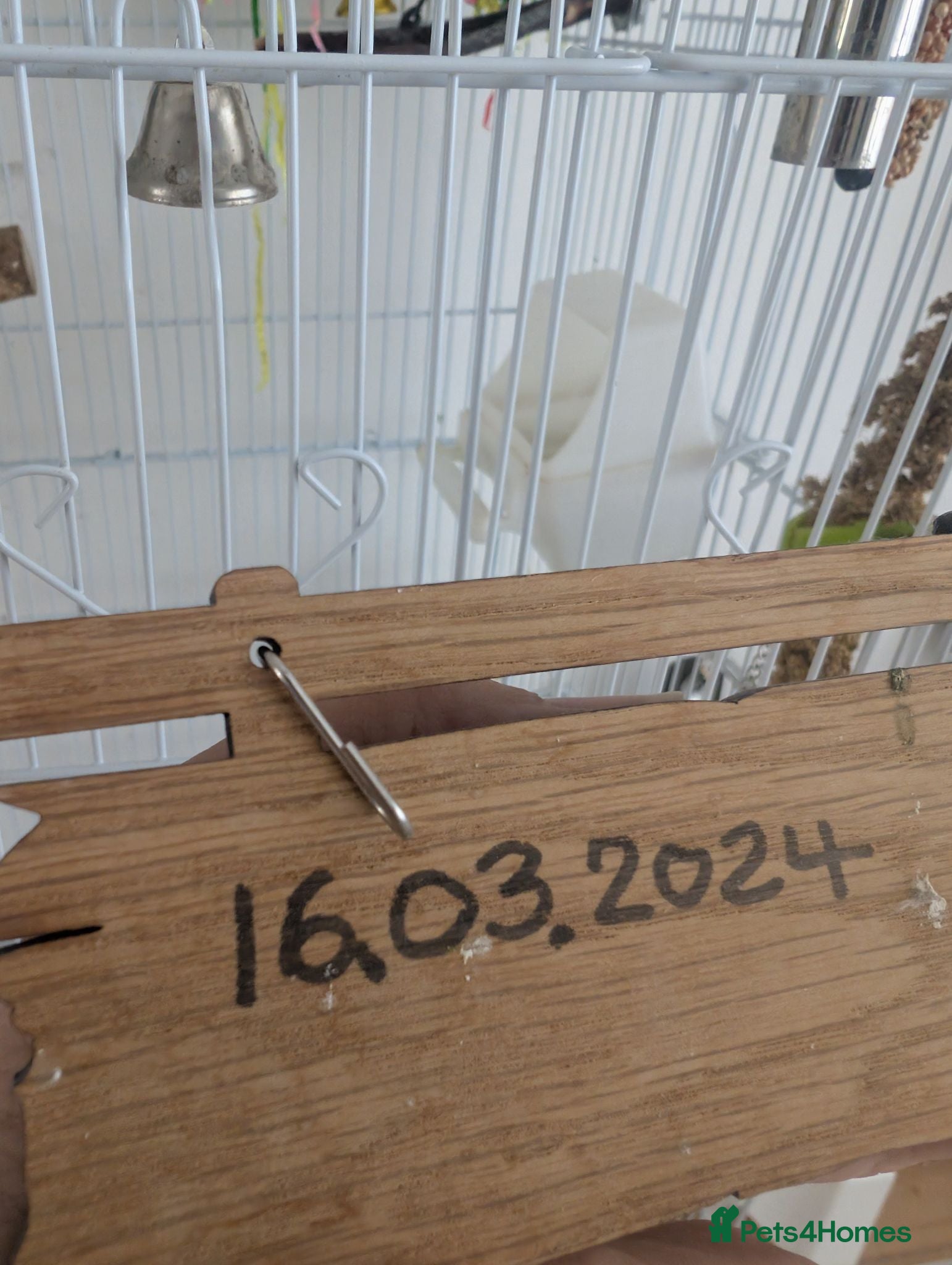 Budgerigars birds Budgie, complete with cage. - Advert 2