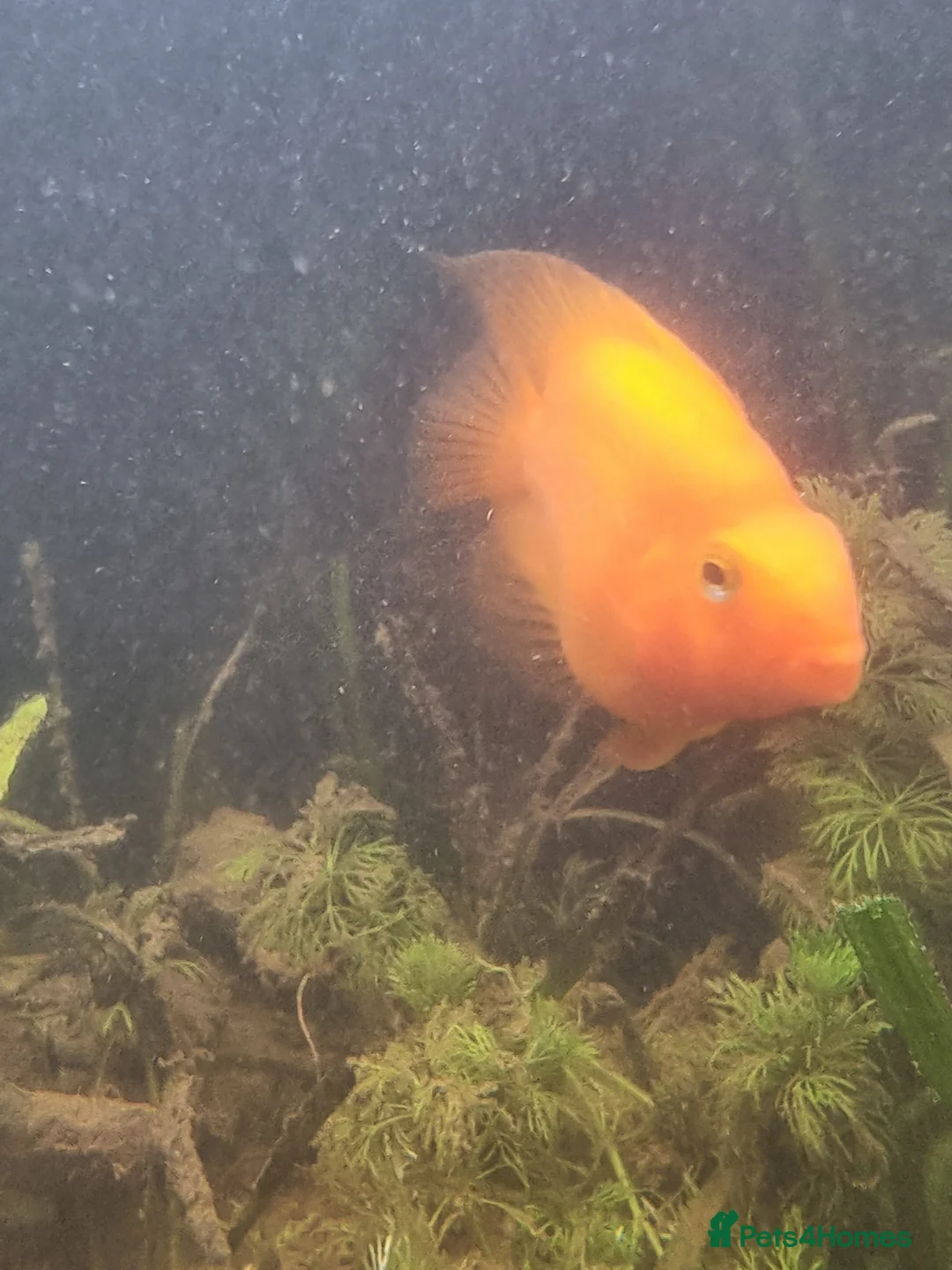 Cichlids fish for sale: Tropical fish - Advert 16