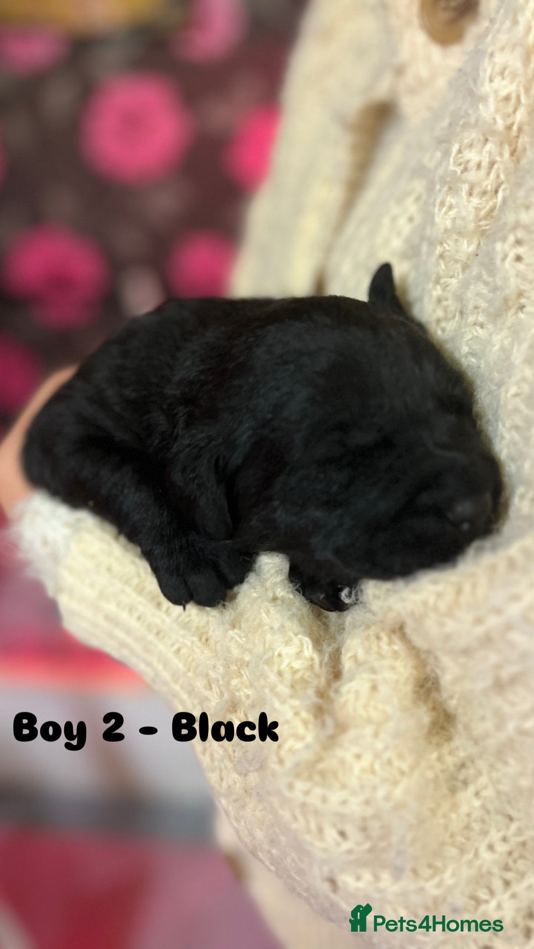 Labrador Retriever dogs for sale: KC Registered Royal Bloodline Puppies - Advert 6