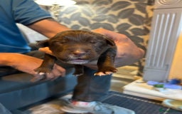 Mixed Breed dogs for sale: Cocker Collie Puppies - Image 5