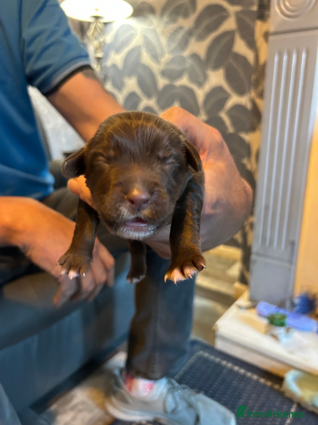 Mixed Breed dogs for sale: Cocker Collie Puppies - Image 5