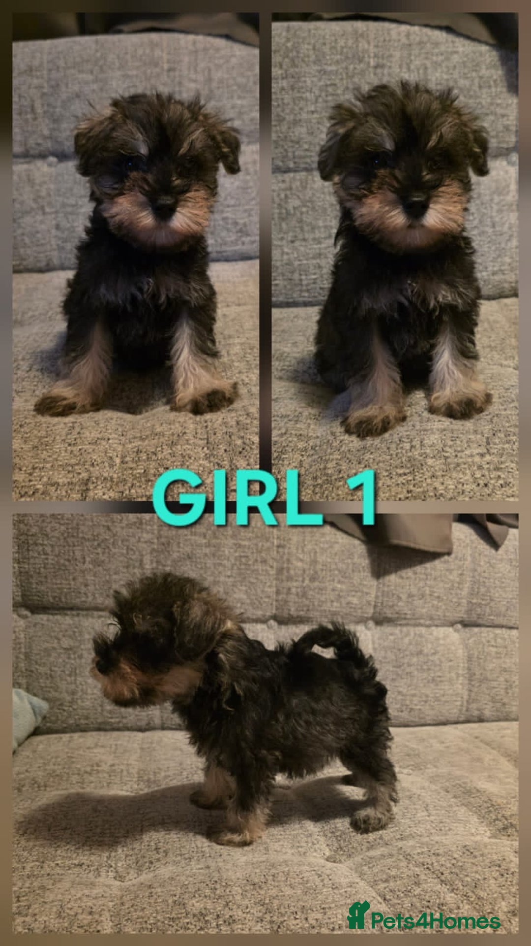 Miniature Schnauzer dogs for sale: READY NOW KC registered miniature schnauzer pups - Advert 4