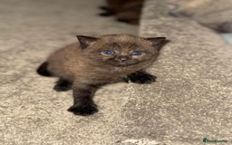 British Shorthair cats for sale: British shorthair kittens ❤️REDUCED❤️ - Image 13