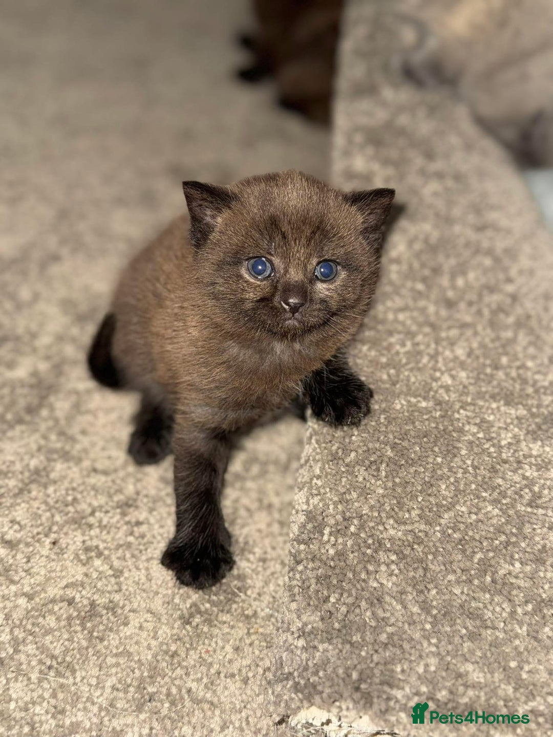 British Shorthair cats for sale: British shorthair kittens ❤️REDUCED❤️ - Image 13