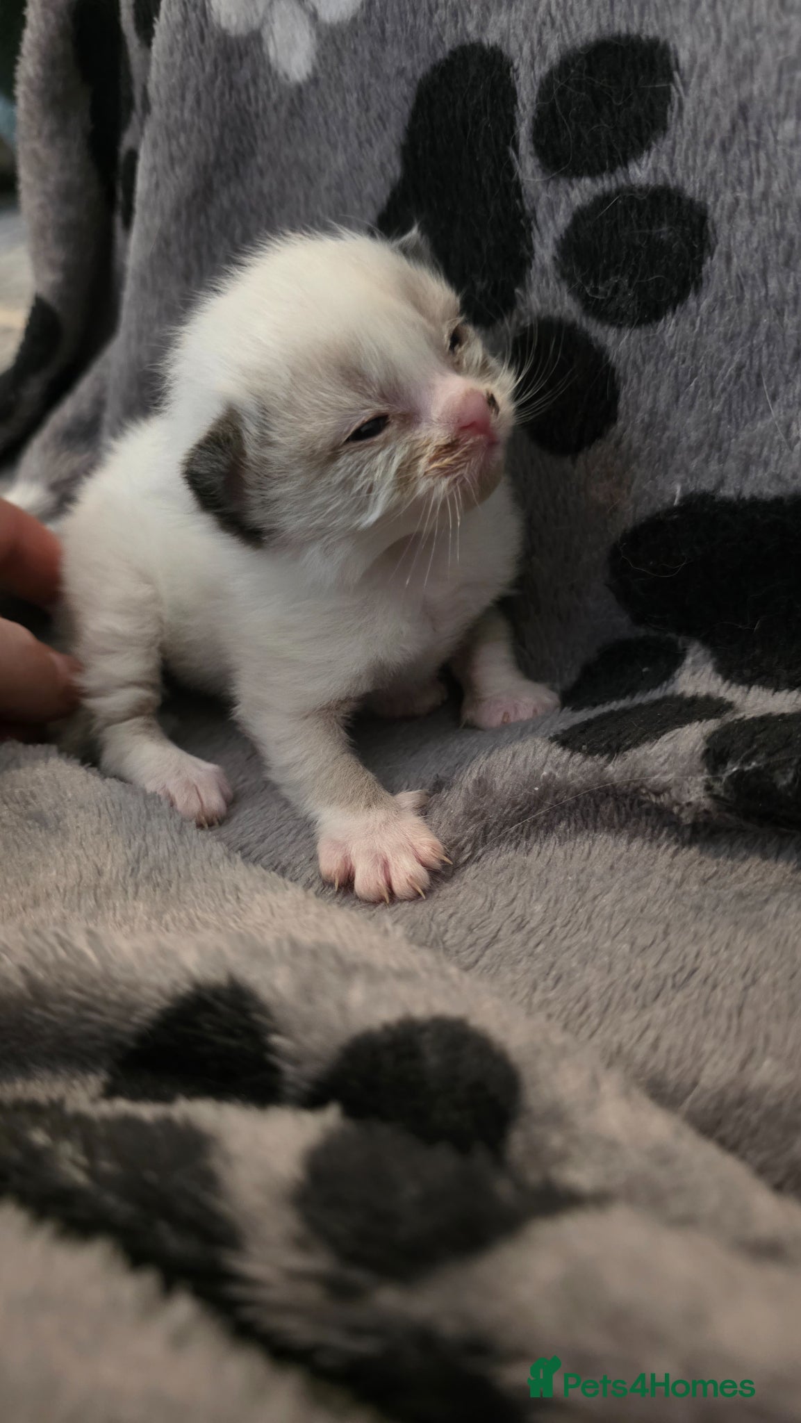 Ragdoll cats Female Seal Bicolour Ragdoll Kitten - Advert 9