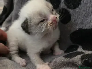 Ragdoll cats Female Seal Bicolour Ragdoll Kitten - Advert 9