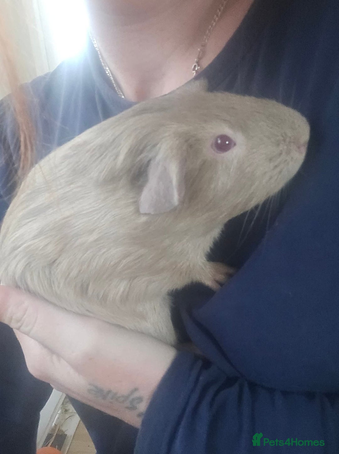 Guinea Pig rodents for sale: Twix the unneutered boar needs a home - Advert 1