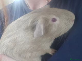 Guinea Pig rodents Twix the unneutered boar needs a home - Advert 13