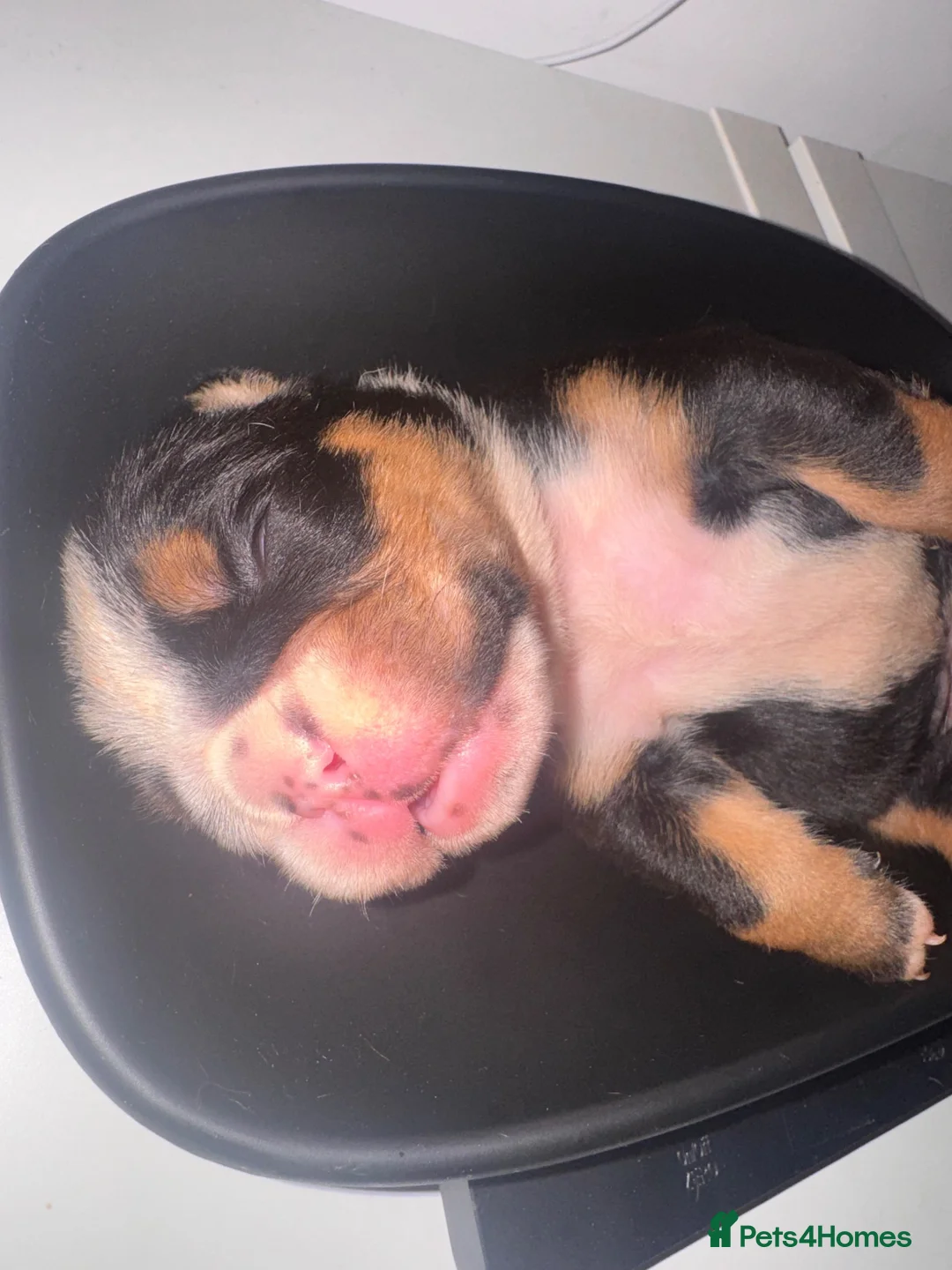 English Bulldog dogs for sale: Registered english bulldog puppies  - Advert 16