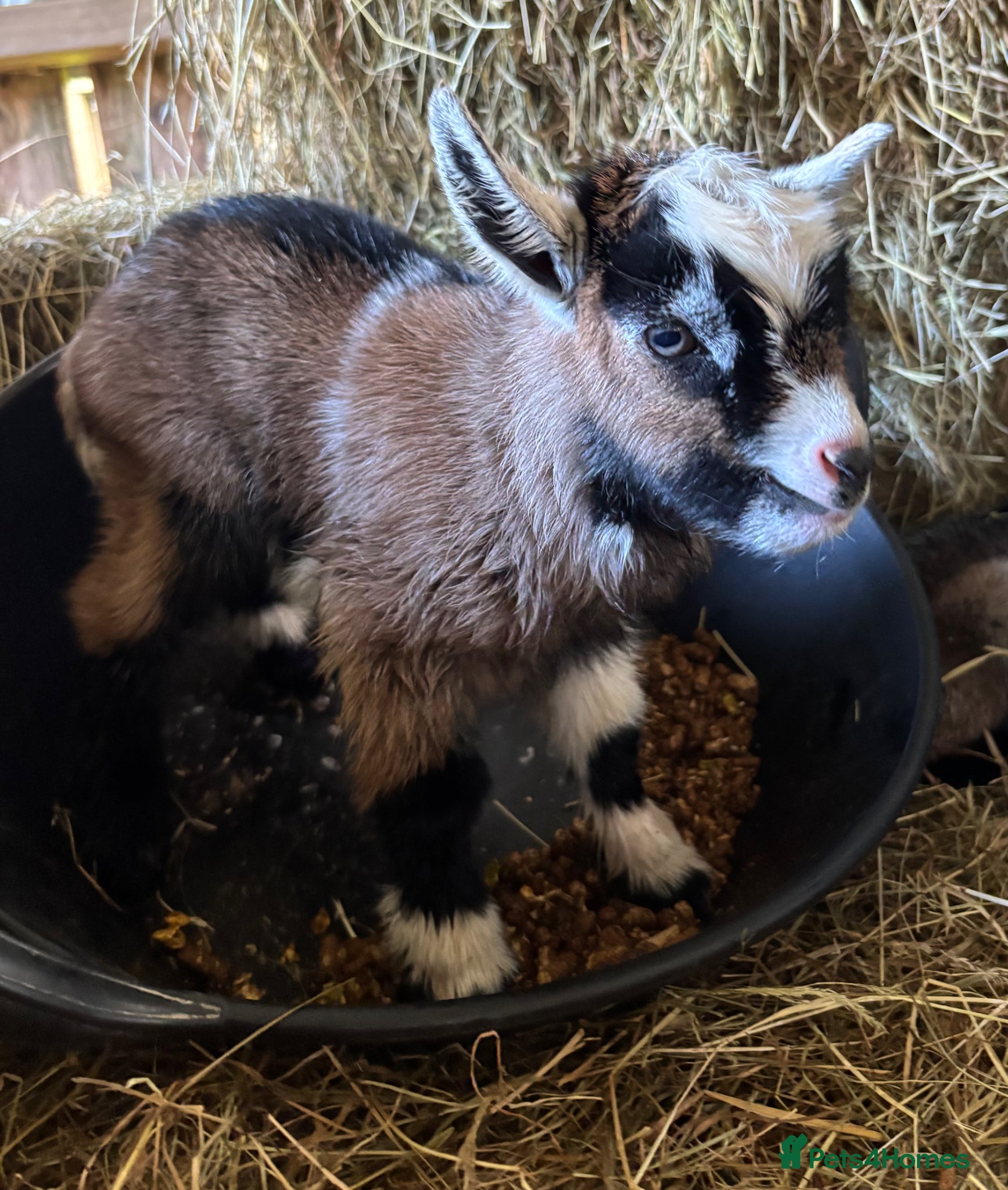 Goats livestock Pygmy Goat - intact male  - Advert 1