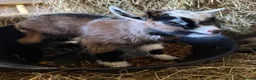 Goats livestock for sale: Pygmy Goat - intact male  - Advert 1