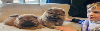 Chow Chow Puppy 2