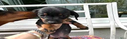 Jackshund dogs for sale: Adorable Dachshund x Jack Russell Puppies  - Advert 17
