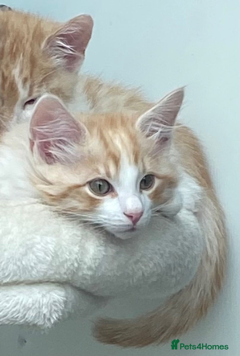 Mixed Breed cats Part Ragdoll Kittens Looking for Forever Families - Advert 1