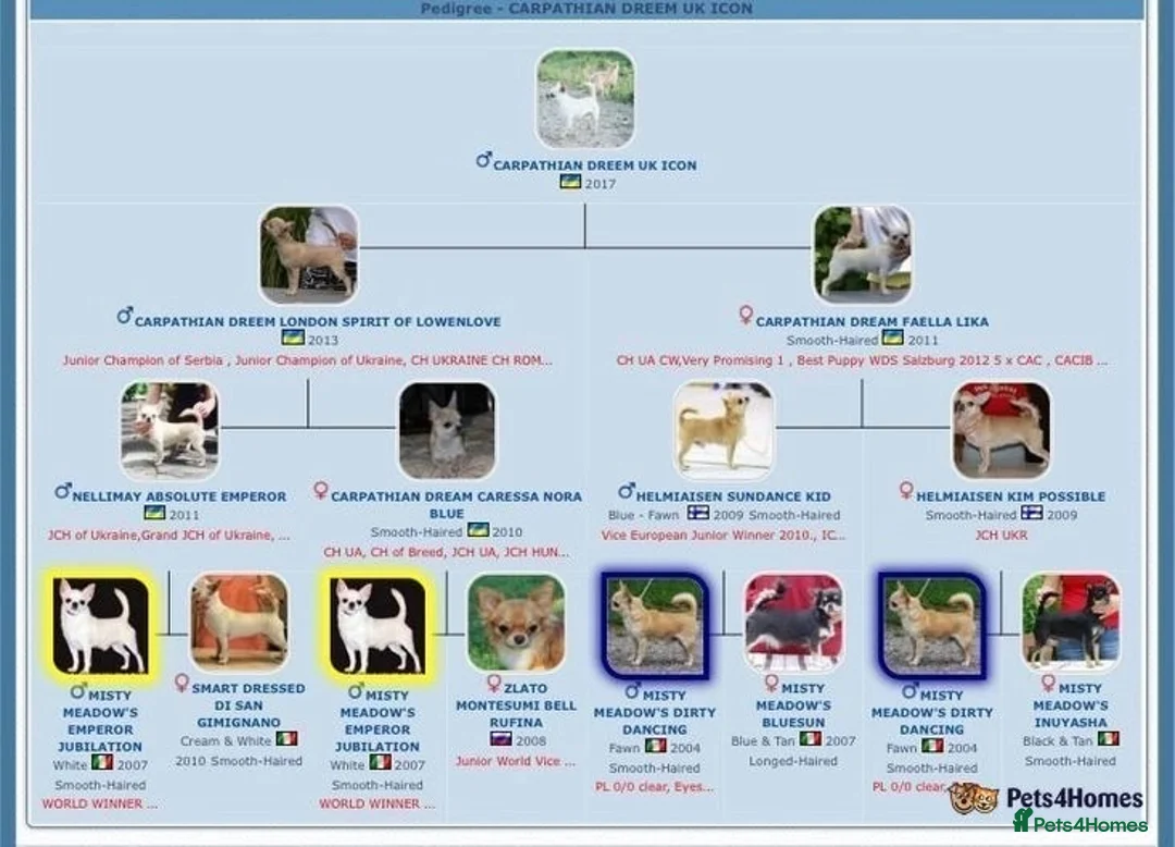 Chihuahua dogs for stud: STUNNING CREAM SMOOTH COAT CHIHUAHUA OPEN AT STUD in Grays - Advert 6