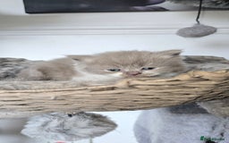 Persian cats for sale: 😻 Stunning persian kittens  - Image 15