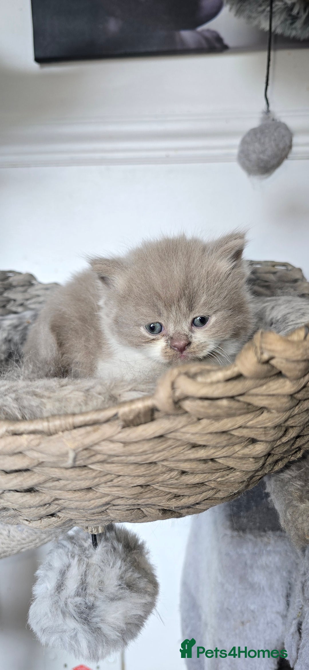 Persian cats for sale: 😻 Stunning persian kittens  - Image 15