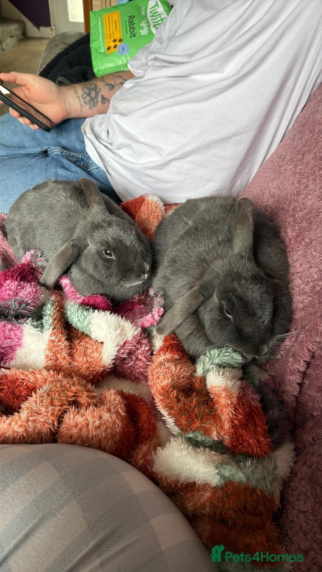 English Lop rabbits Bonded sisters for rehome - Advert 4