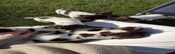 English Springer Spaniel dogs for sale: Springer Spaniel puppies for sale  - Advert 14