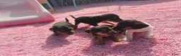 Jack Russell dogs for sale: Jack russell puppies  - Advert 10