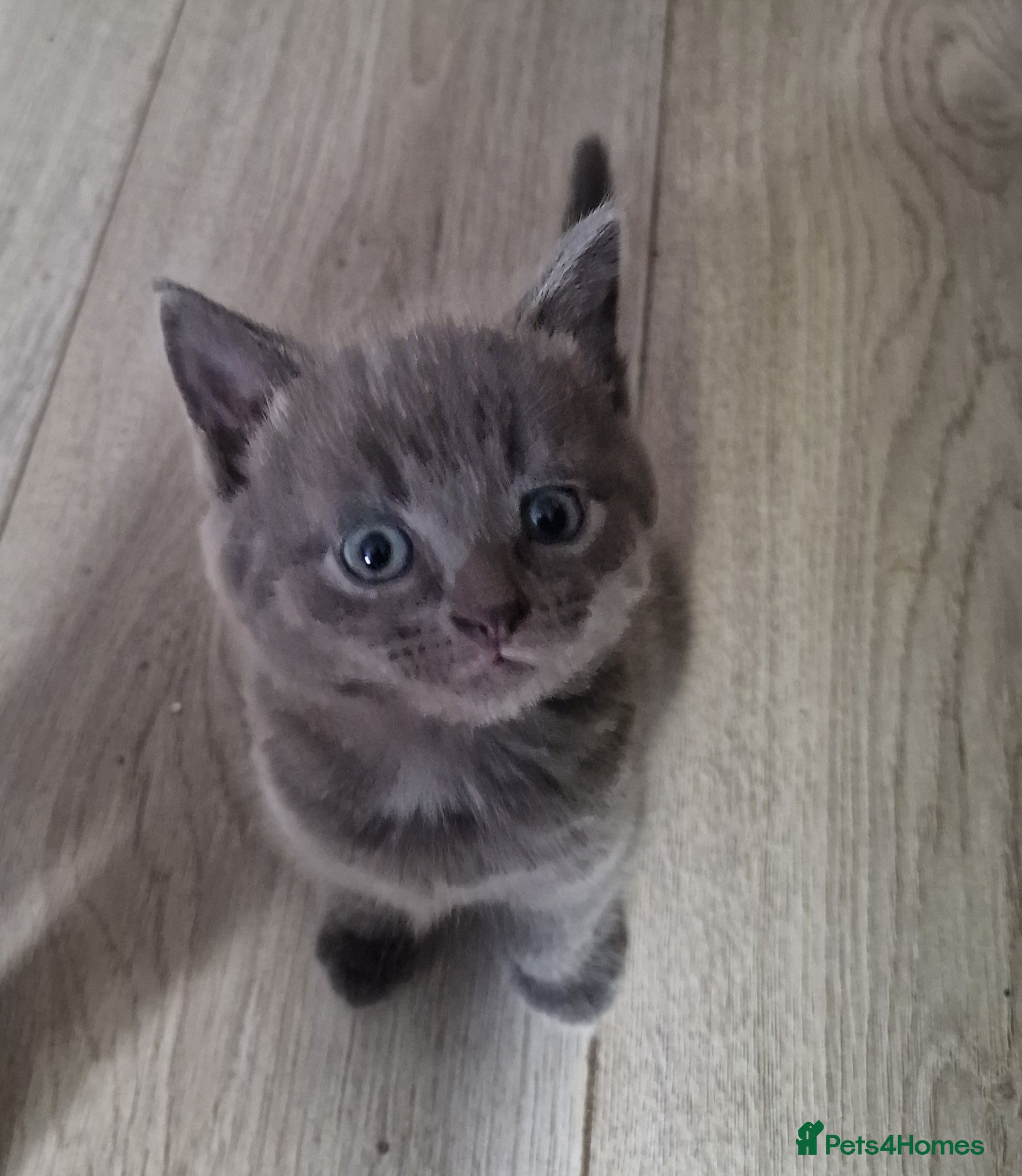 Scottish Fold cats Kittens everywhere! - Advert 1