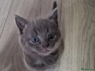 Scottish Fold cats for sale: Mixed breed kittens - Advert 3