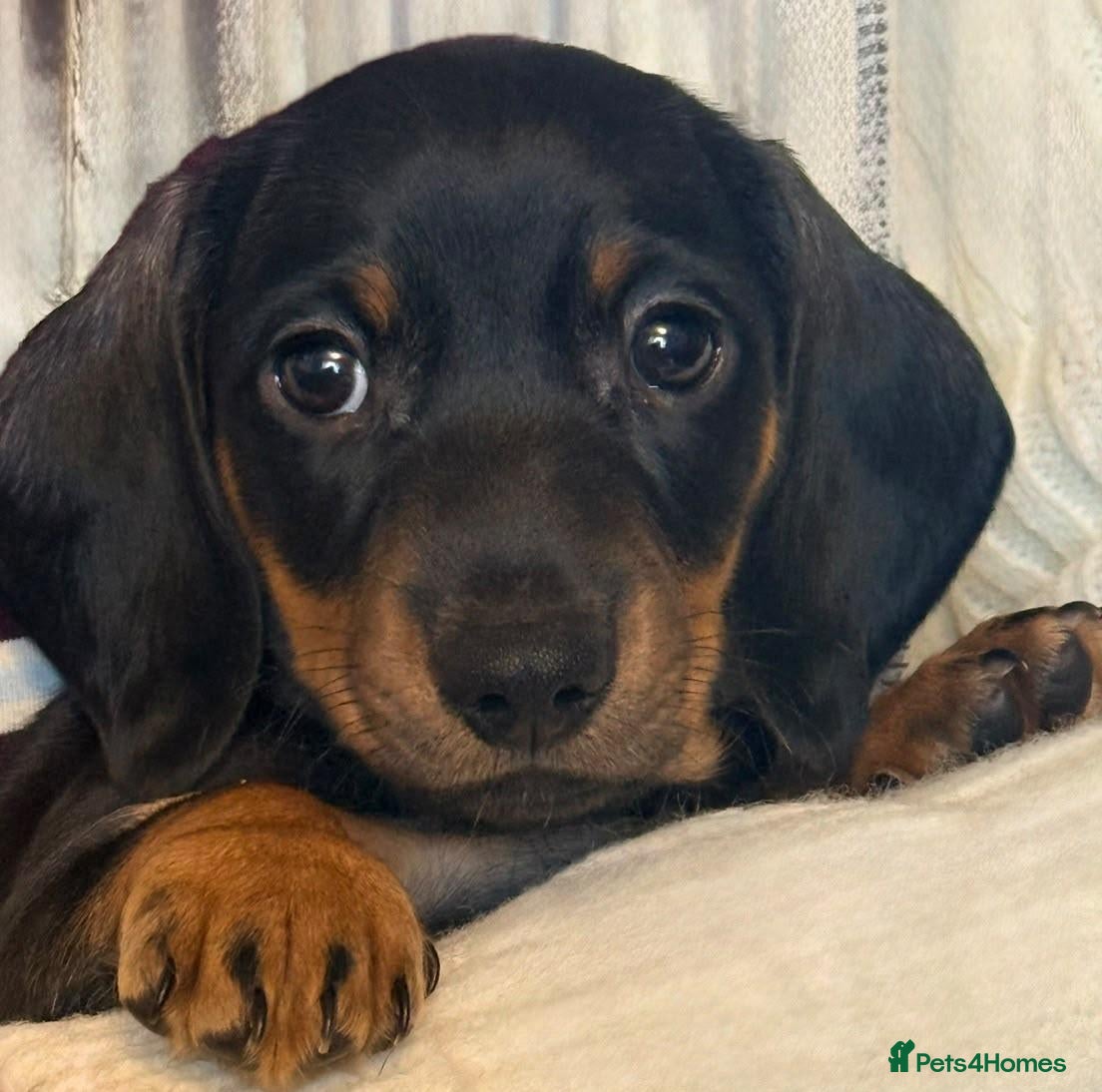 Miniature Dachshund dogs for sale: Gorgouse dachsunds  - Advert 21