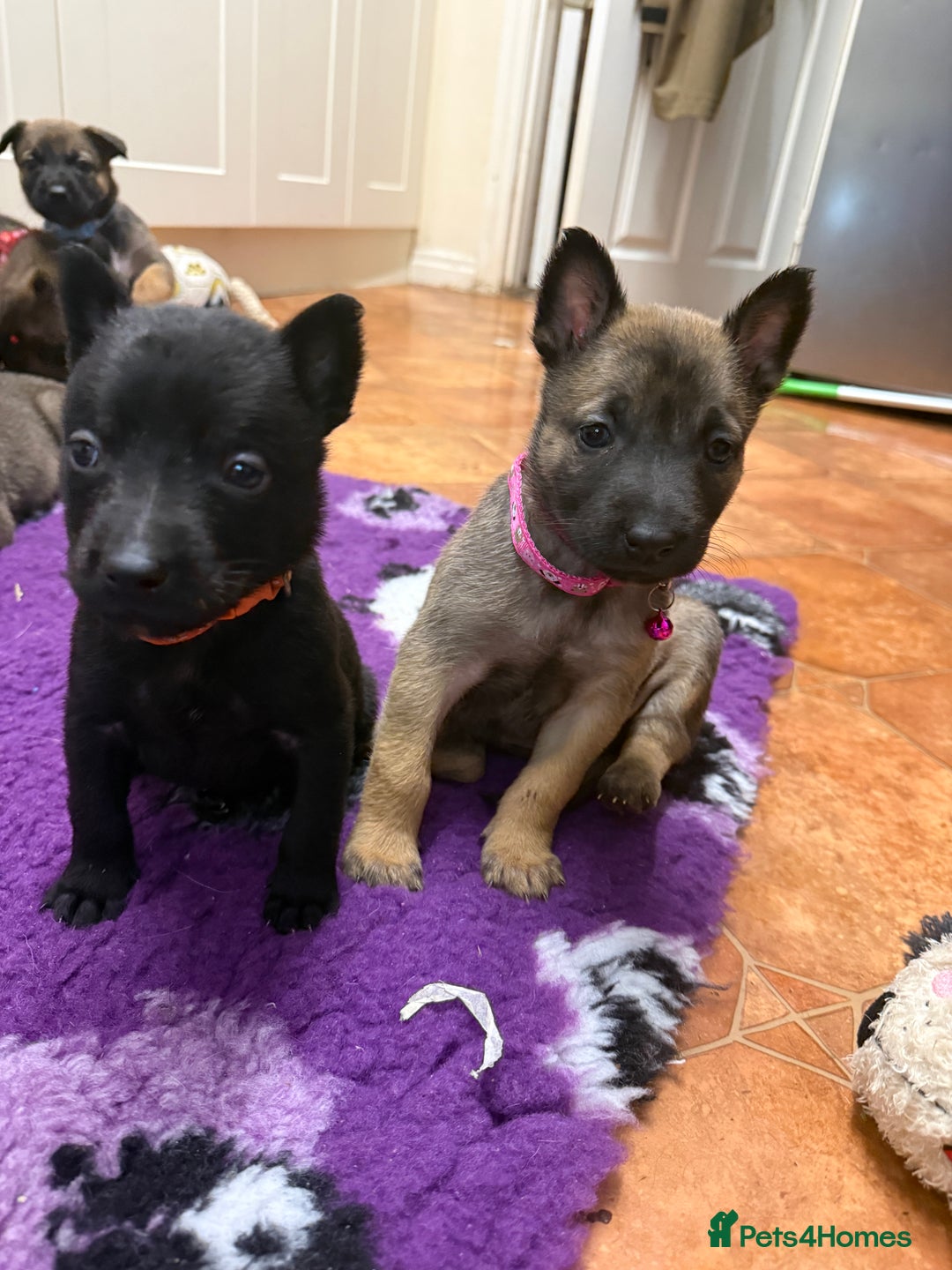 Belgian Shepherd Dog dogs for sale: KC Registered & Health Tested Belgian Malinois - Advert 16