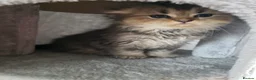 Scottish Fold cats for sale: Only 2 left!! Beautiful Scottish Fold Kittens  - Advert 7