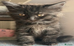 Ragdoll cats for sale: Smoke Ragdoll x British shorthair kitten - Image 5