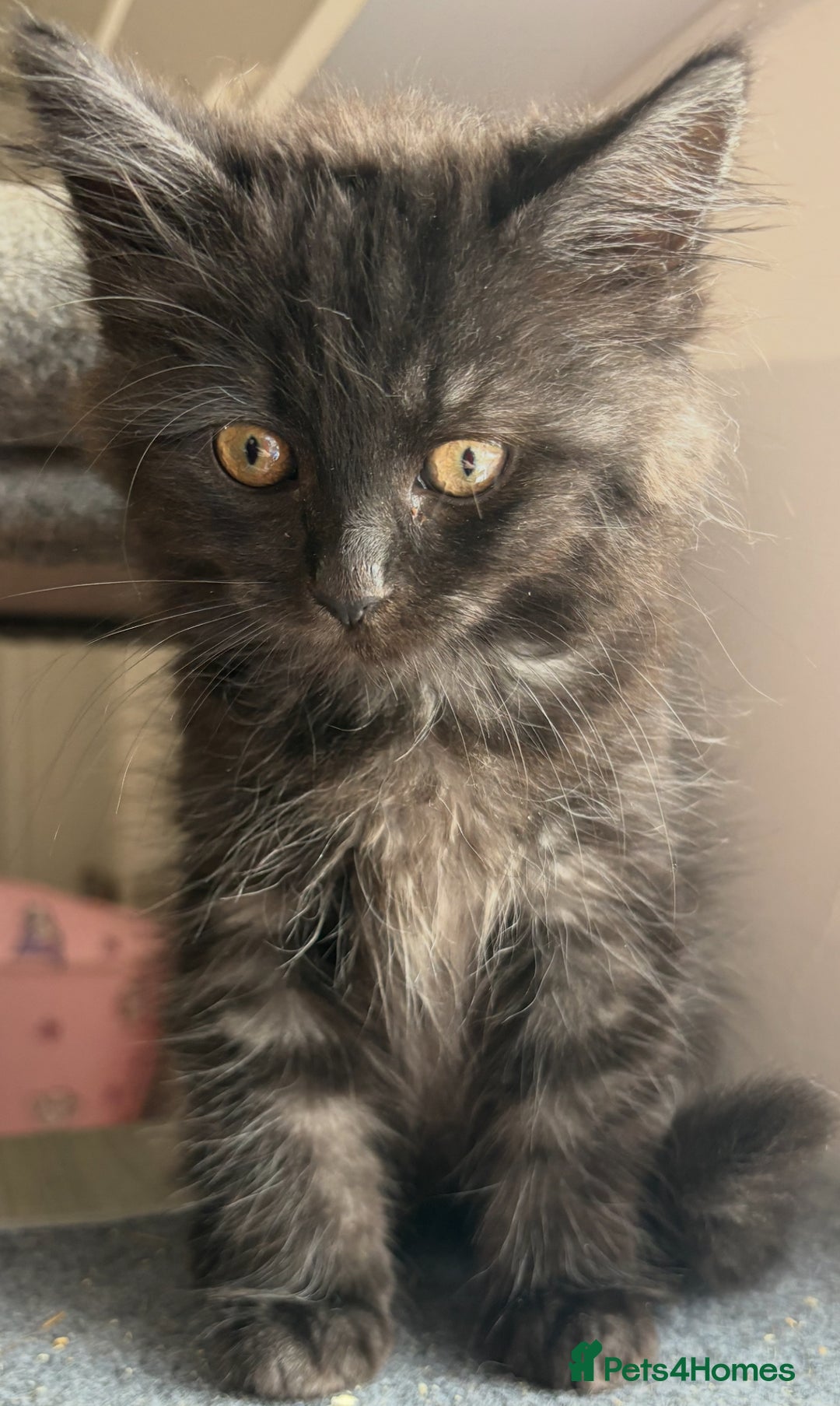 Ragdoll cats for sale: Smoke Ragdoll x British shorthair kitten - Image 5