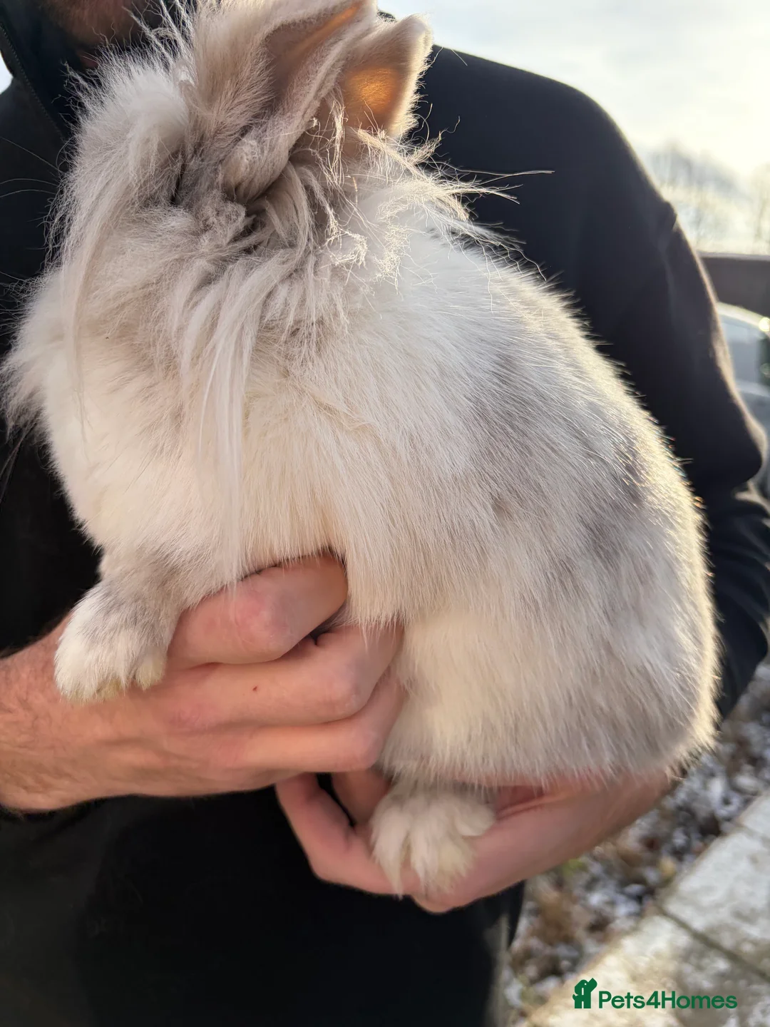 Mixed Breed rabbits for sale: 3 rabbits needing a good home - Advert 3