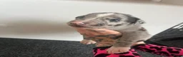 Greyhound dogs for sale: Grayhound x bullmastiff  - Advert 16