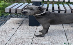 Cane Corso dogs for sale: Beautiful grey/blue female cane corso  - Image 2