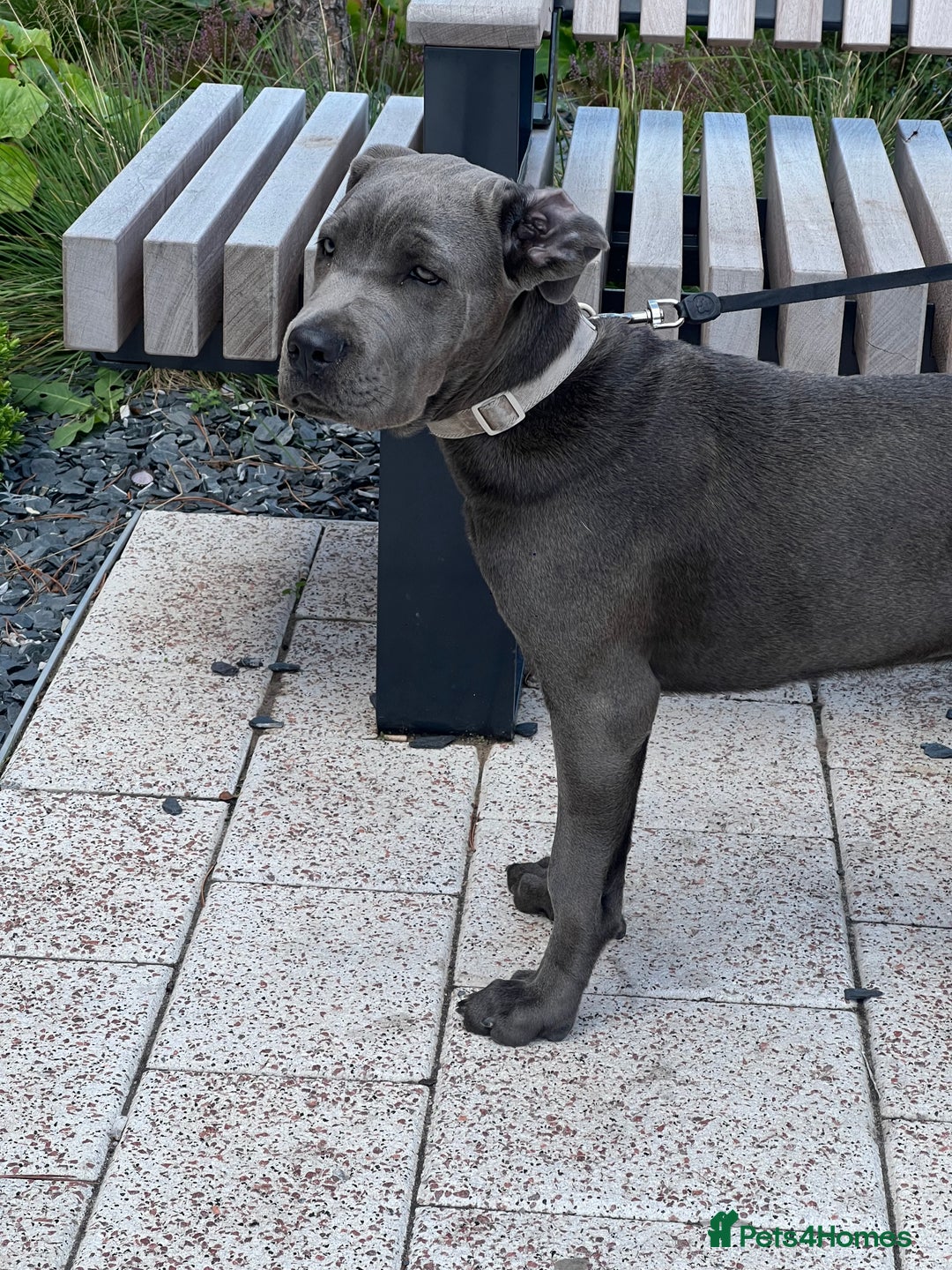 Cane Corso dogs for sale: Beautiful grey/blue female cane corso  - Image 2