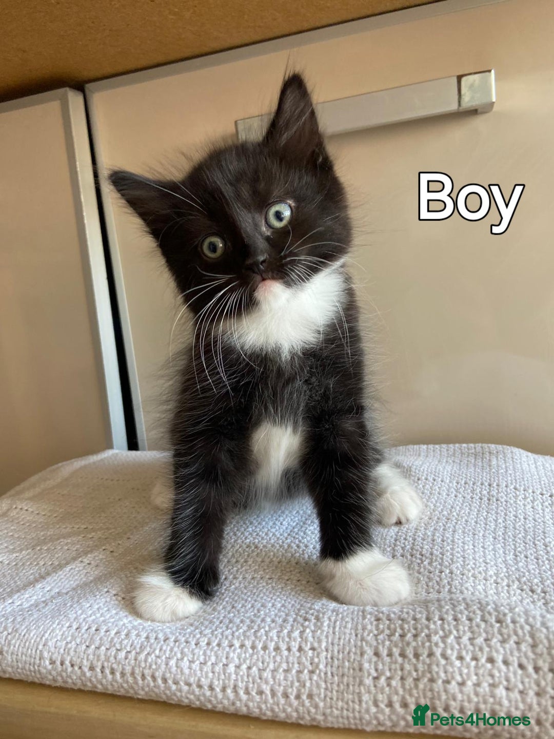 Mixed Breed cats for sale: British short hair kittens - Image 5