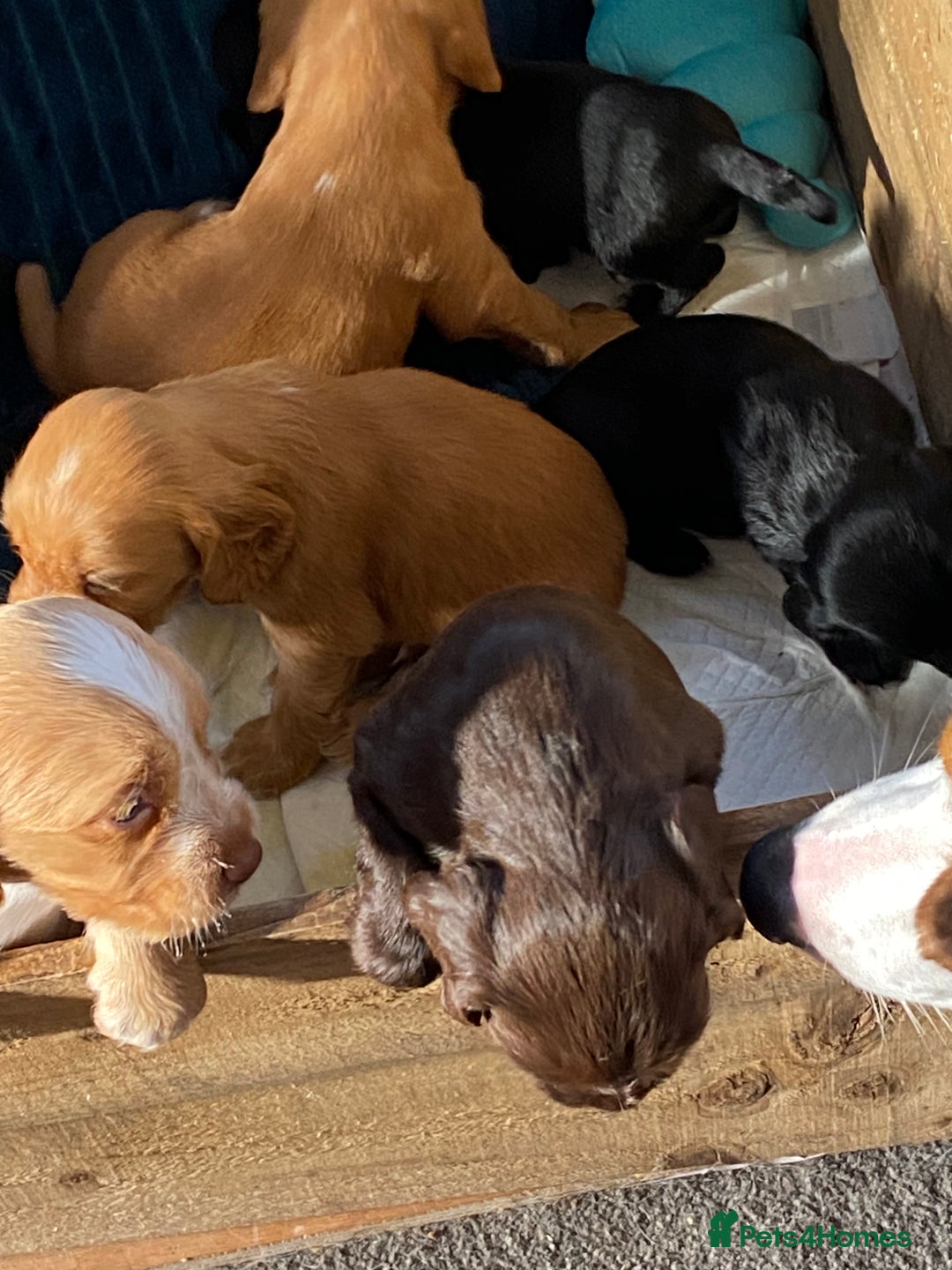 Cocker Spaniel dogs for sale: Cocker spaniel puppies for sale  - Image 3