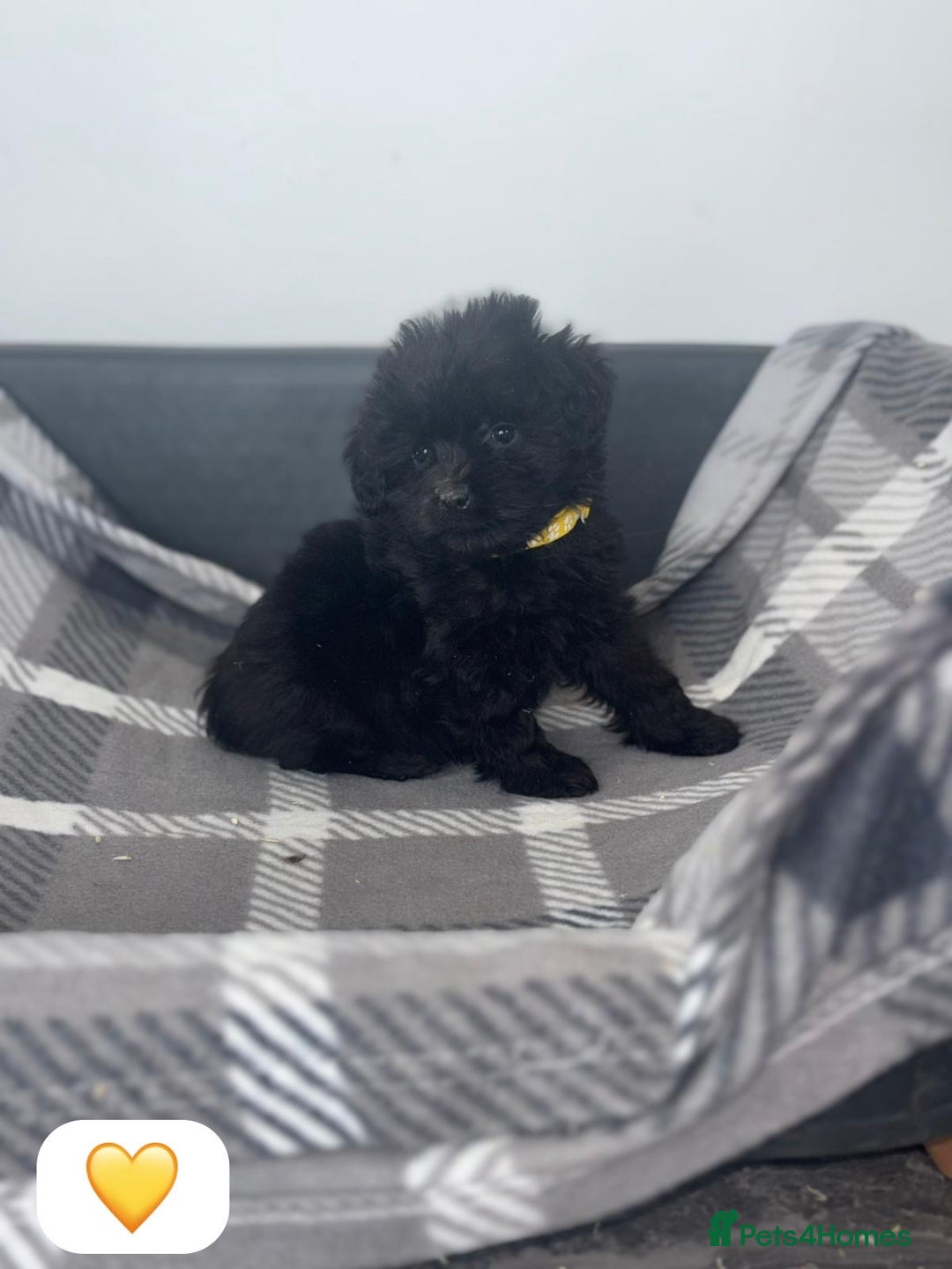 Cockapoo dogs for sale: Beautiful Cockapoo Babies🐶❤️ - Image 3