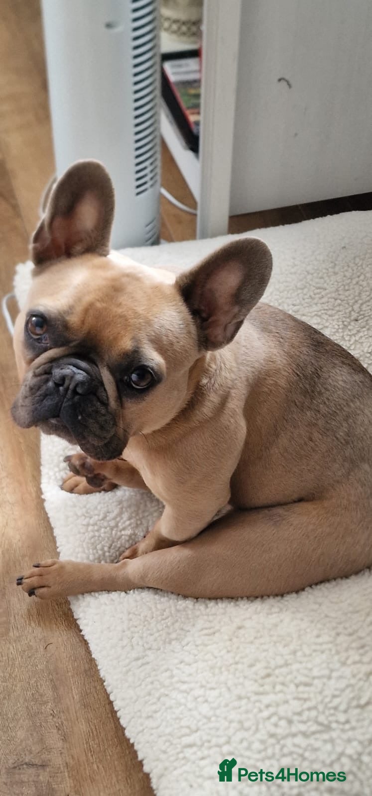 French Bulldog dogs Babe  - Advert 8