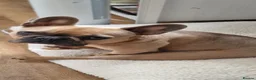 French Bulldog dogs for sale: Babe  in Northampton - Advert 2