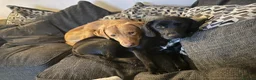 Cockerdor dogs for sale: Last Male Cockerdor 🐾🐶 - Advert 11