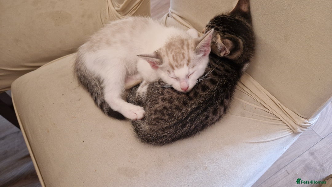 Bengal cats for sale: 4 bengal cross tabby kittens  - Image 23