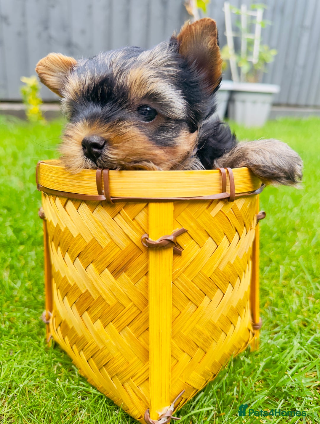 Yorkshire Terrier dogs for sale: Tiny Yorkshire Terrier ( 1 boy and 2girls 🐶🐶) - Image 2