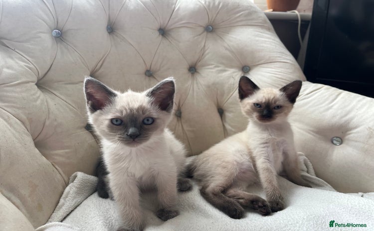 Ragdoll cats - Advert 6