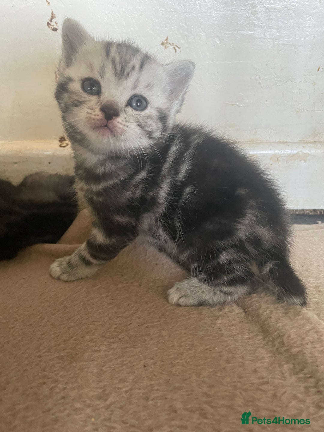 British Shorthair cats for sale: Pedigree British shorthair kittens for sale  - Image 6