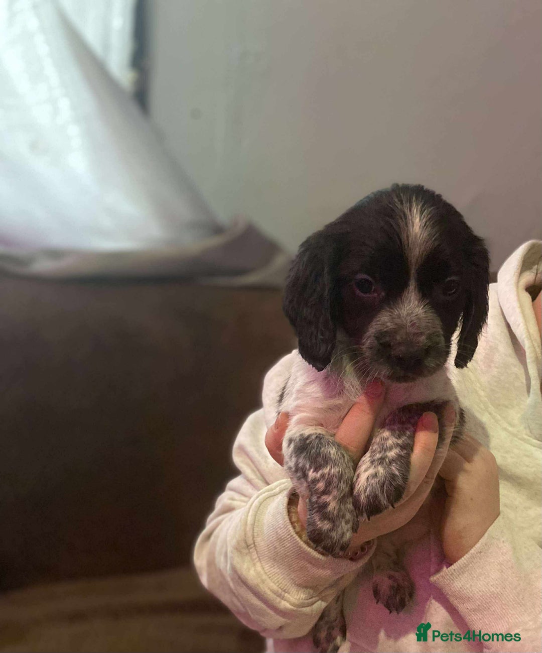 Bocker dogs for sale: Bocker puppies  - Image 4