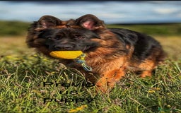 German Shepherd dogs for sale: German Shepherd Puppies  - Image 15