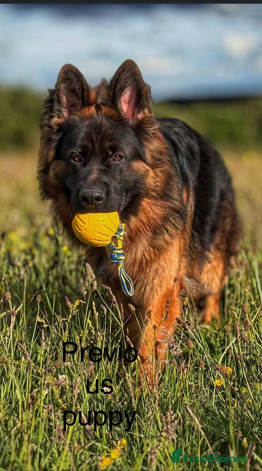 German Shepherd dogs for sale: German Shepherd Puppies  - Image 15