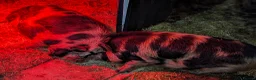 Pig livestock for sale: 2 kunekune boys in Norwich - Advert 3