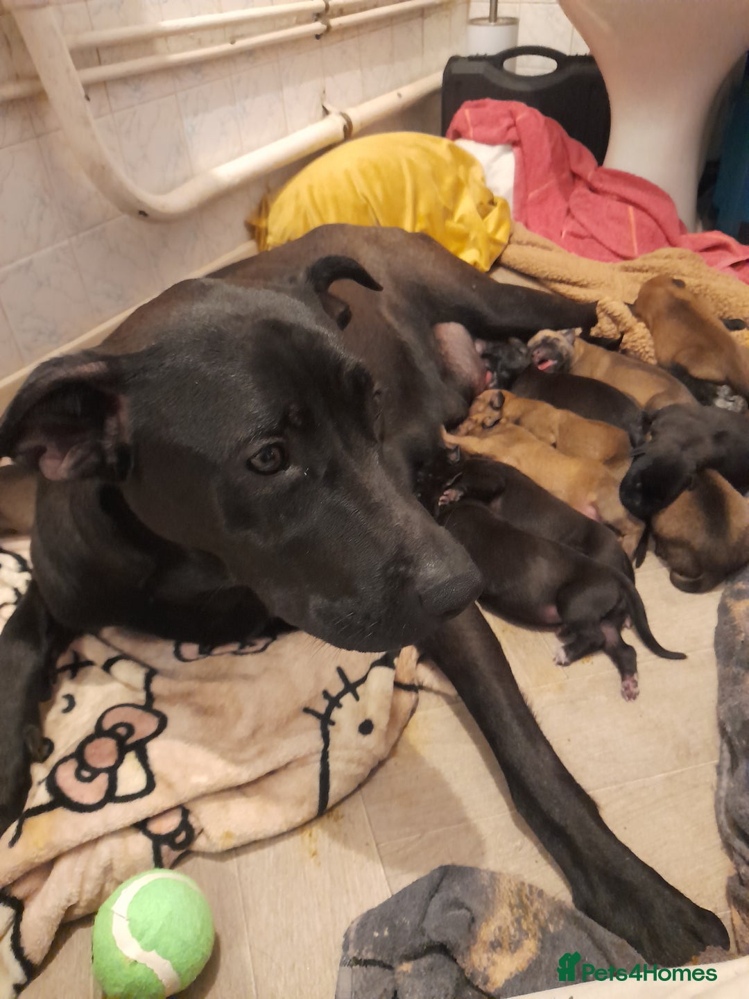 Mixed Breed dogs for sale: 12 beautiful baby's  - Image 14